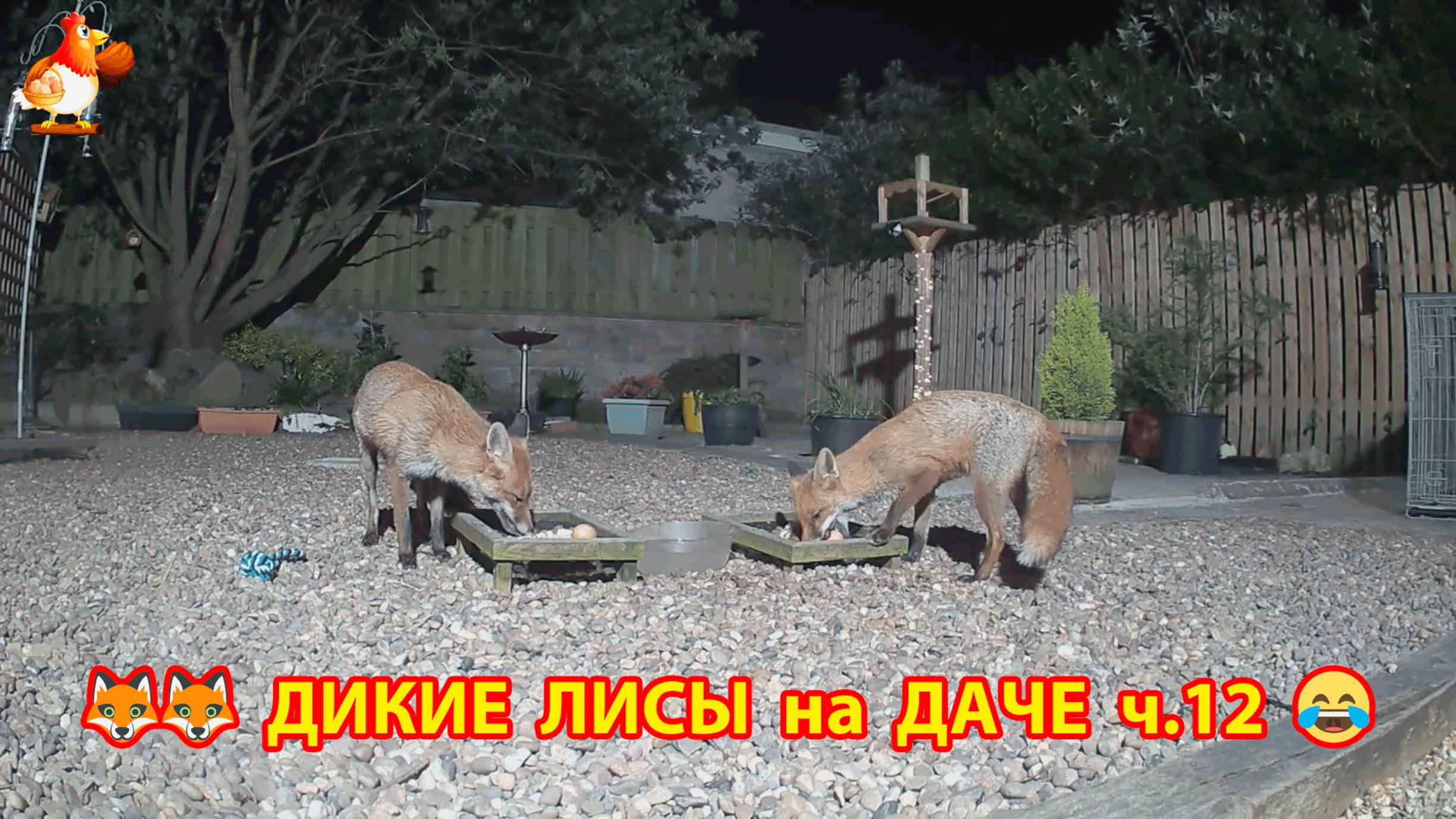 Дикие Лисы как дачные питомцы кушают яйца по ночам ч.12  🦊❣️😂