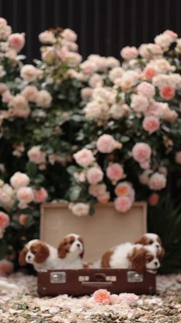 📞+7 918 974-46-90 Щенки 🐶🧿 Кавалер Кинг Чарльз спаниель ✍️ Елена Рипа