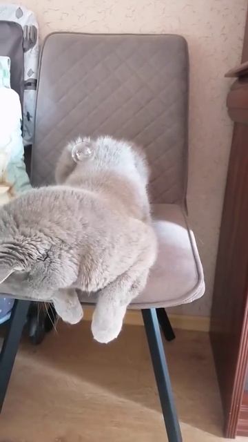 Кот и воздушные шары