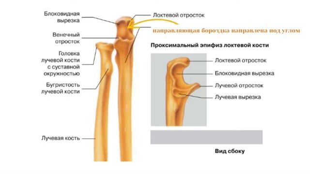 Введение в анатомию (часть 4)- классификация и биомеханика суставов
