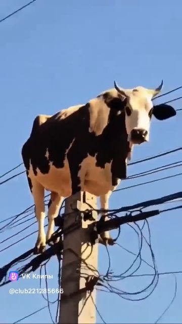 1000099946.mp4
