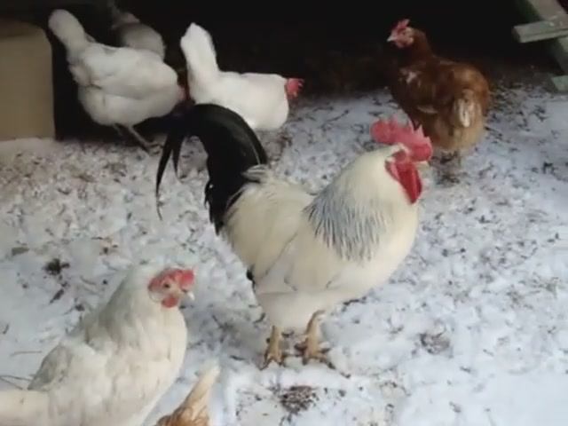 Куры Несушки Хайсекс и Ломан Браун