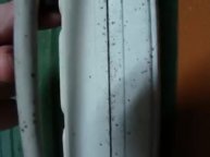 Куры Несушки Хайсекс и Ломан Браун. Клещи в курятнике, что это такое.