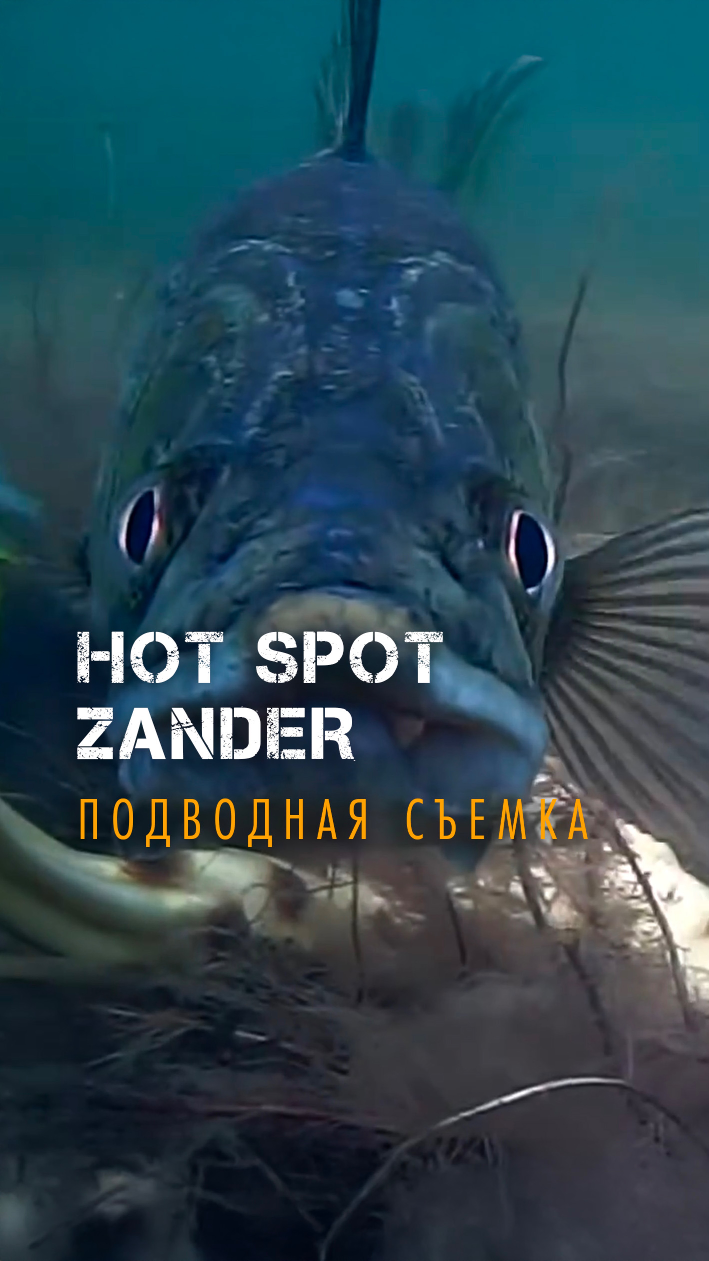 Подводная съёмка турнира по ловле судака - HOT SPOT ZANDER 2 Сезон