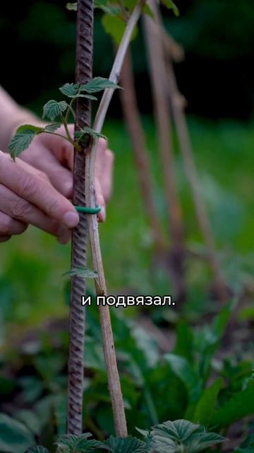 Подвязка для растений MasterProf ДС.071477