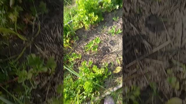 1000060096.mp4