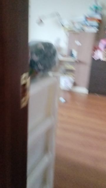 VID_20250601_114052.mp4