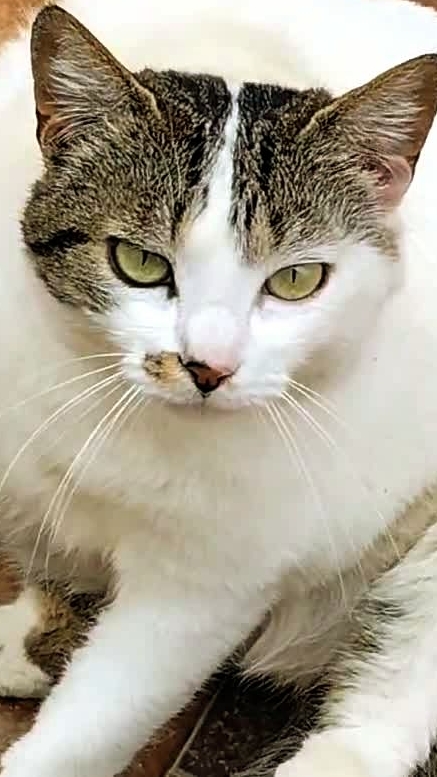 В очередь! Приму по записи!😻🤣 Юмор с животными