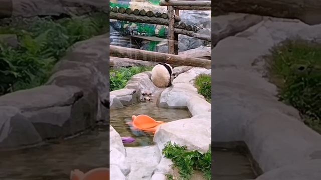 🐼 Заряд энергии панды Катюши ничем не собьешь — малышка готова резвиться и баловаться в любое время