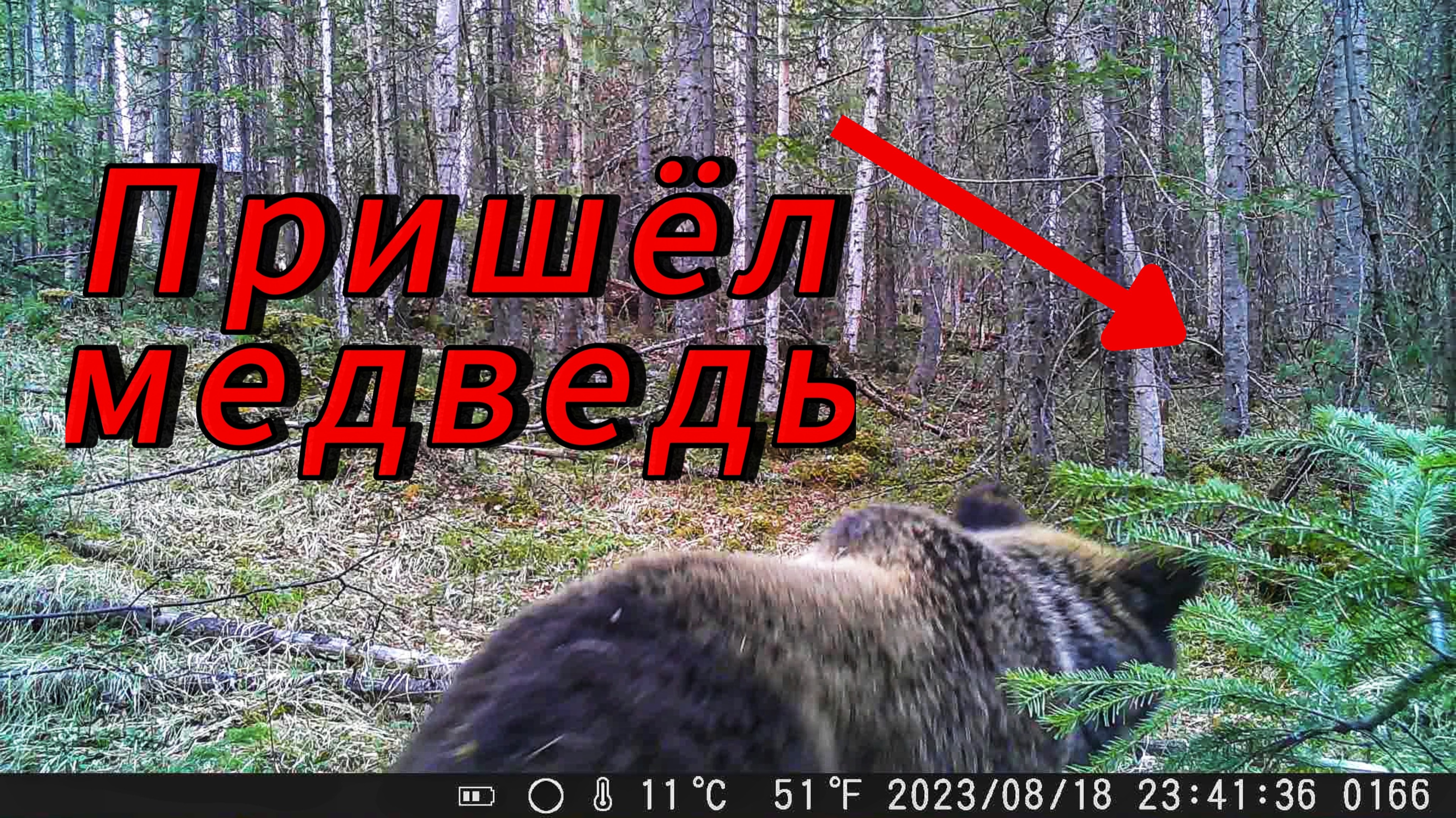 Фотоловушка полгода простояла в тайге. Вот что она сняла