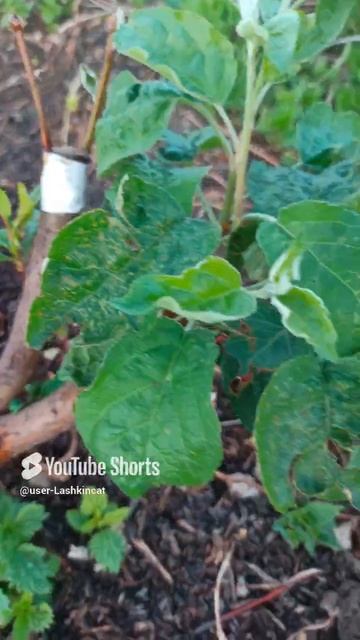 Прививки приживаются! 🌱.mp4