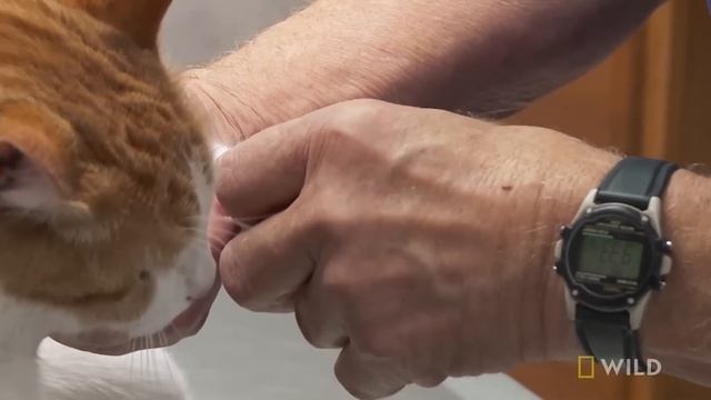 Cat With a Swollen Paw | The Incredible Dr. Pol