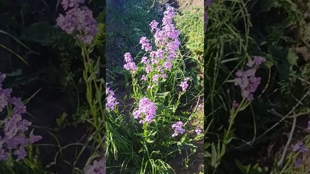 Необычайно красивый 🌺🌻🌹🌷среди строительного мусора
