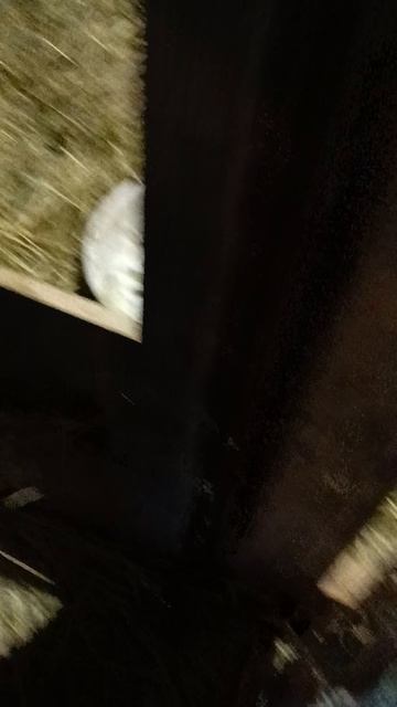 хрю хрю