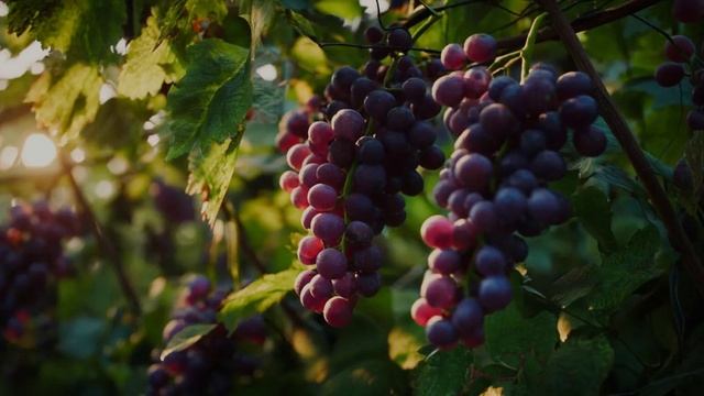 ЛЕТО стихи Галины Ефимовой, музыка, исполнение- Александр Синцов