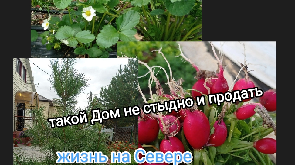 жизнь в  Сибири/обзор красивого сада на крайнем севере/ пришла жара