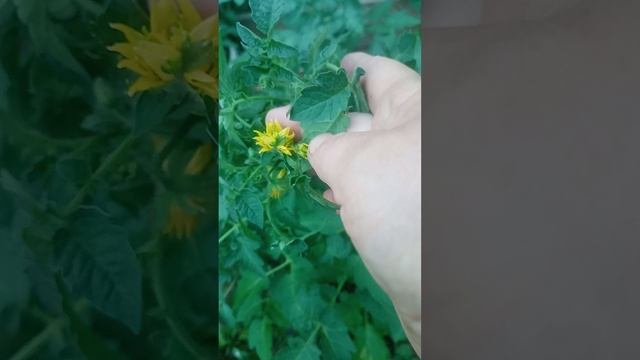 31 мая. теплица. помидоры