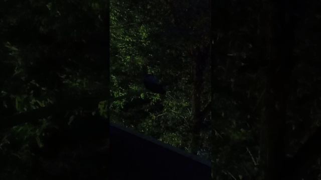 Что с ним делать ??Воронёнок все сидит!!🤷🤷🤷🤷🤷
