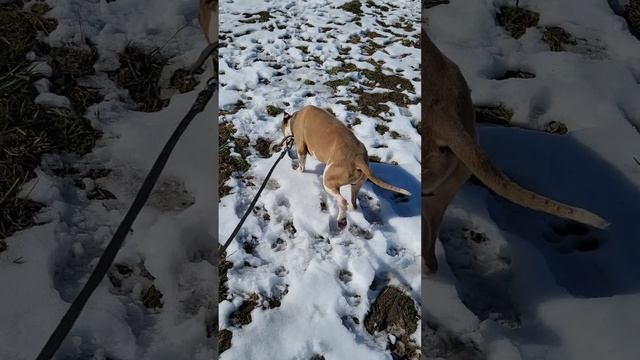 Баксик #шереметьевский #приют