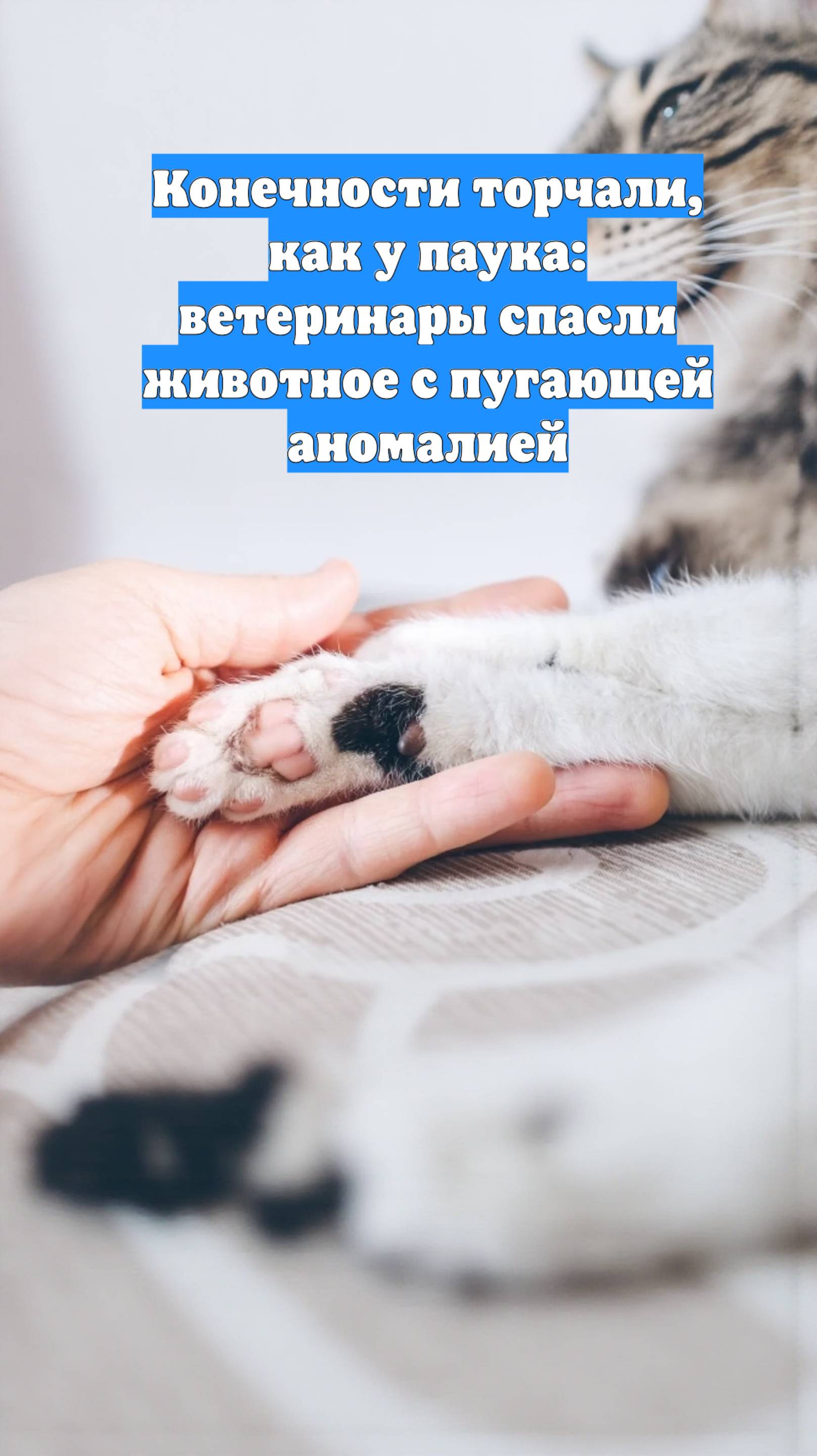 Конечности торчали, как у паука: ветеринары спасли животное с пугающей аномалией