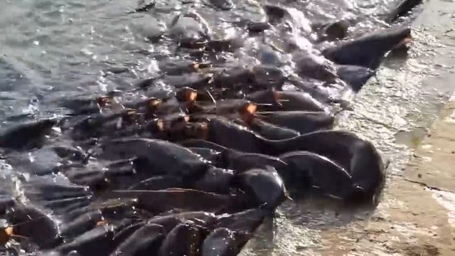 10 НЕВЕРОЯТНЫХ СЛУЧАЕВ НА РЫБАЛКЕ, СНЯТЫХ НА КАМЕРУ (3)