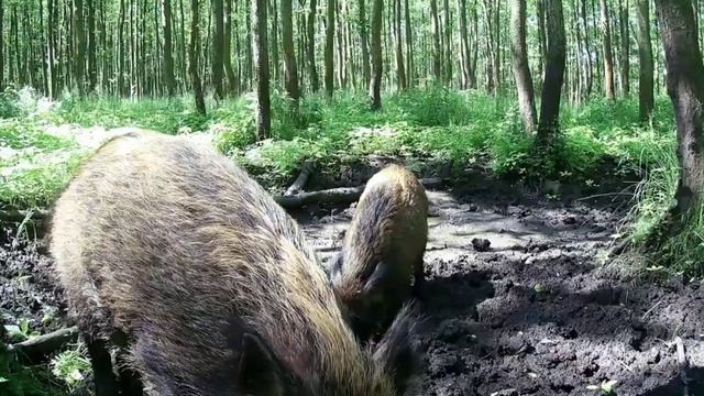Кабаны видео фотоловушки