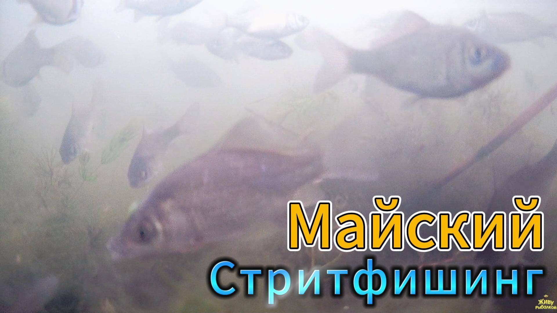 В ГОРОДЕ МОЖНО РЫБУ ЛОВИТЬ 24/7КРУГЛЫЙ ГОД