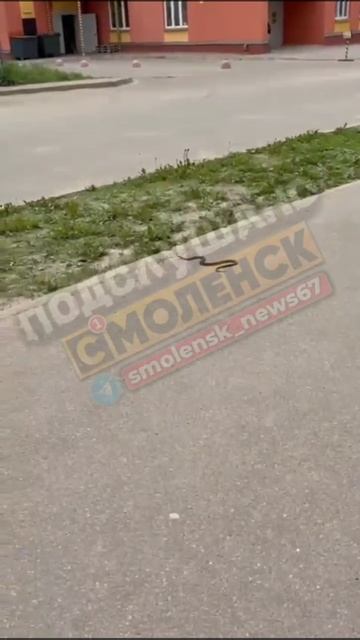 🐍Лосями вблизи многоквартирных домов смолян уже не удивить...