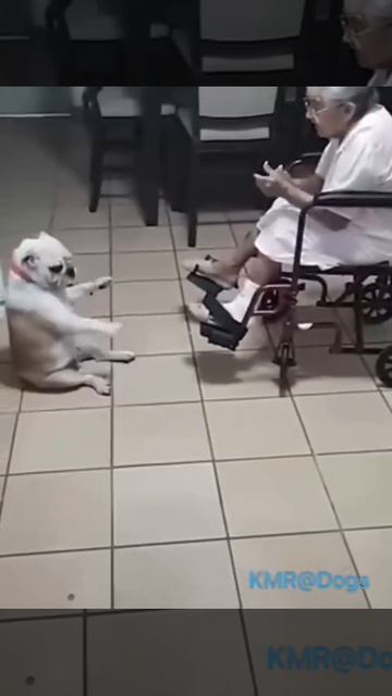 Развлекатель бабушек🕺😂 ( видео про собак )