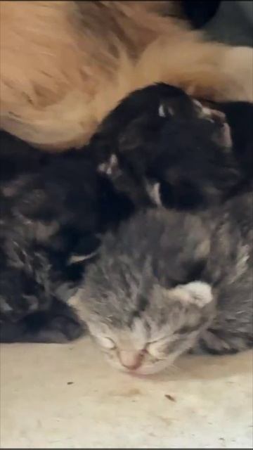 Котята ищут дом!