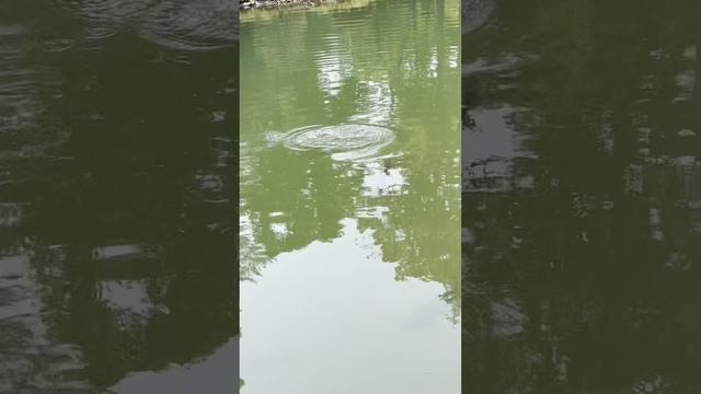 #гусарскиевыходки #свадьба #приключения