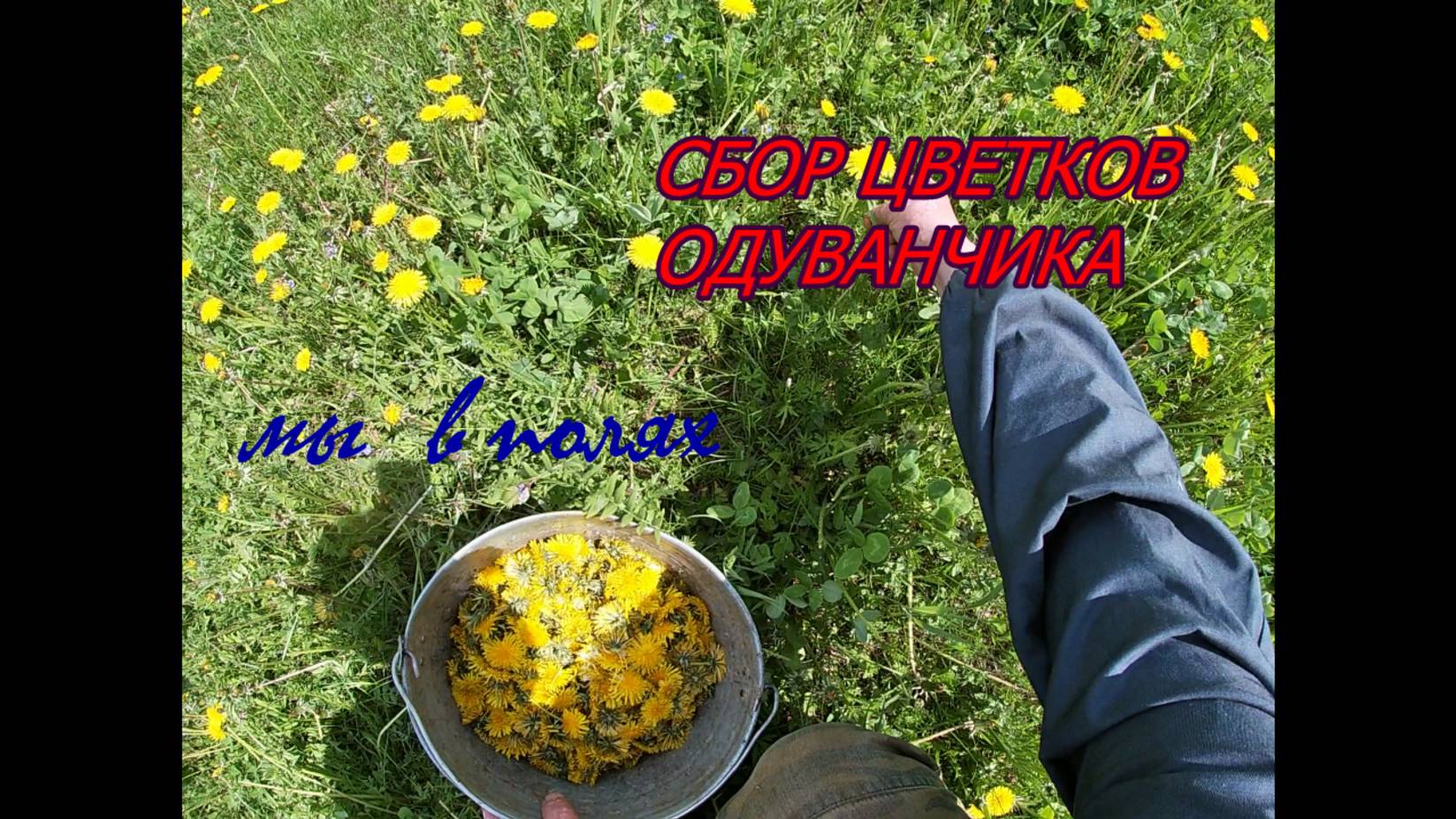 СБОР ЦВЕТКОВ ОДУВАНЧИКА