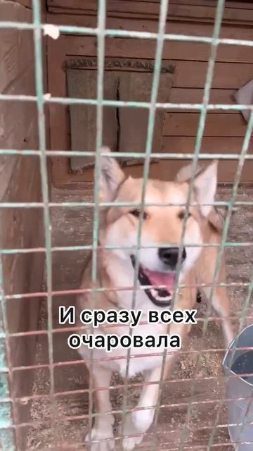 Шуша из приюта ищет дом / Москва, Некрасовка
