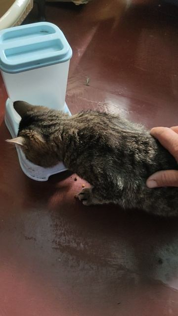 Ганс, вроде, немного отошёл... Сегодня уже не прихрамывает. Дай Бог, чтобы у него всё зажило!