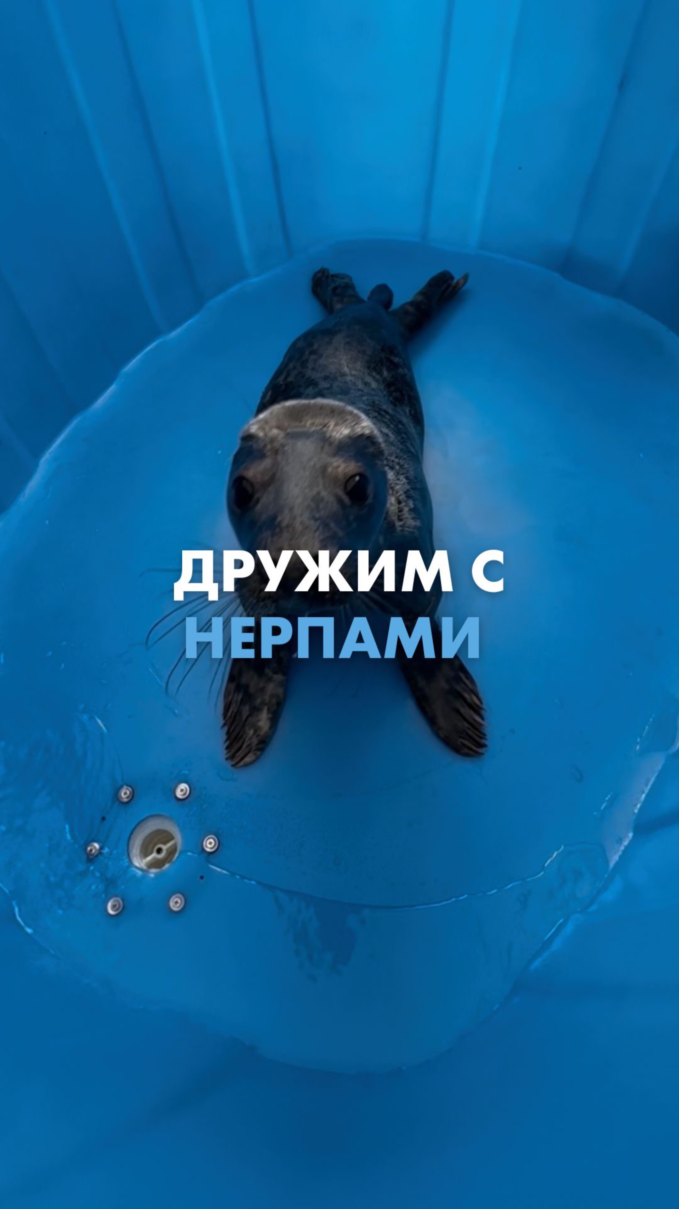 Дружим с нерпами 🤗