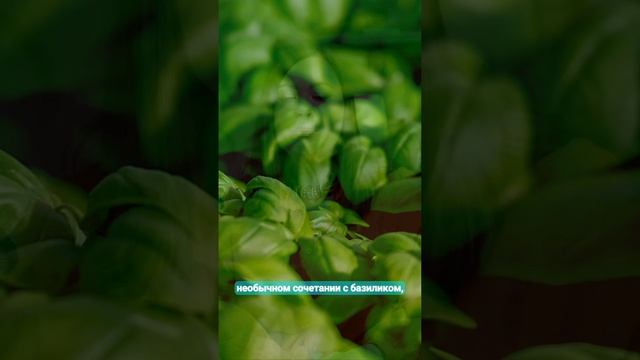 аромат f 157 от Марсо по мотивам Аква аллегория мандарин базилик Aqua Allegoria Mandarine Basilic 🍊