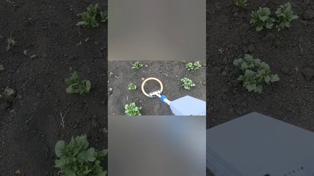 пиратом по картошке 🥔