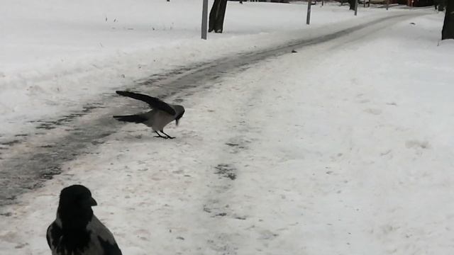 Ворона Деловая Девка лезет в гущу событий / Hooded crow Busy Gir
