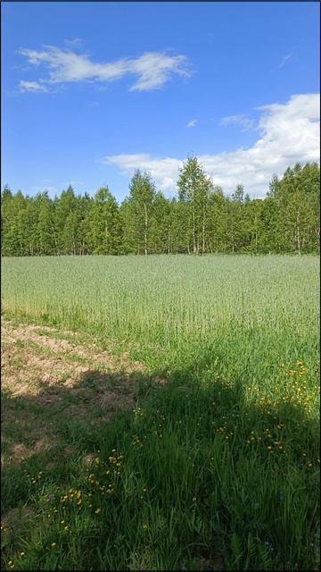 картошка