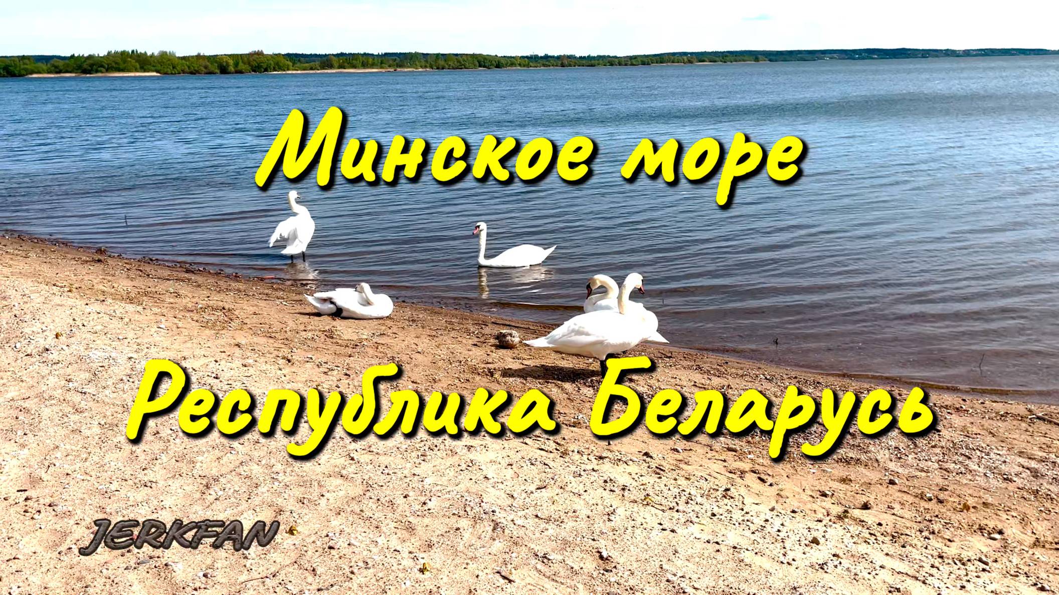 Лебеди на Минском море Республика Беларусь 🇧🇾 04/2025
