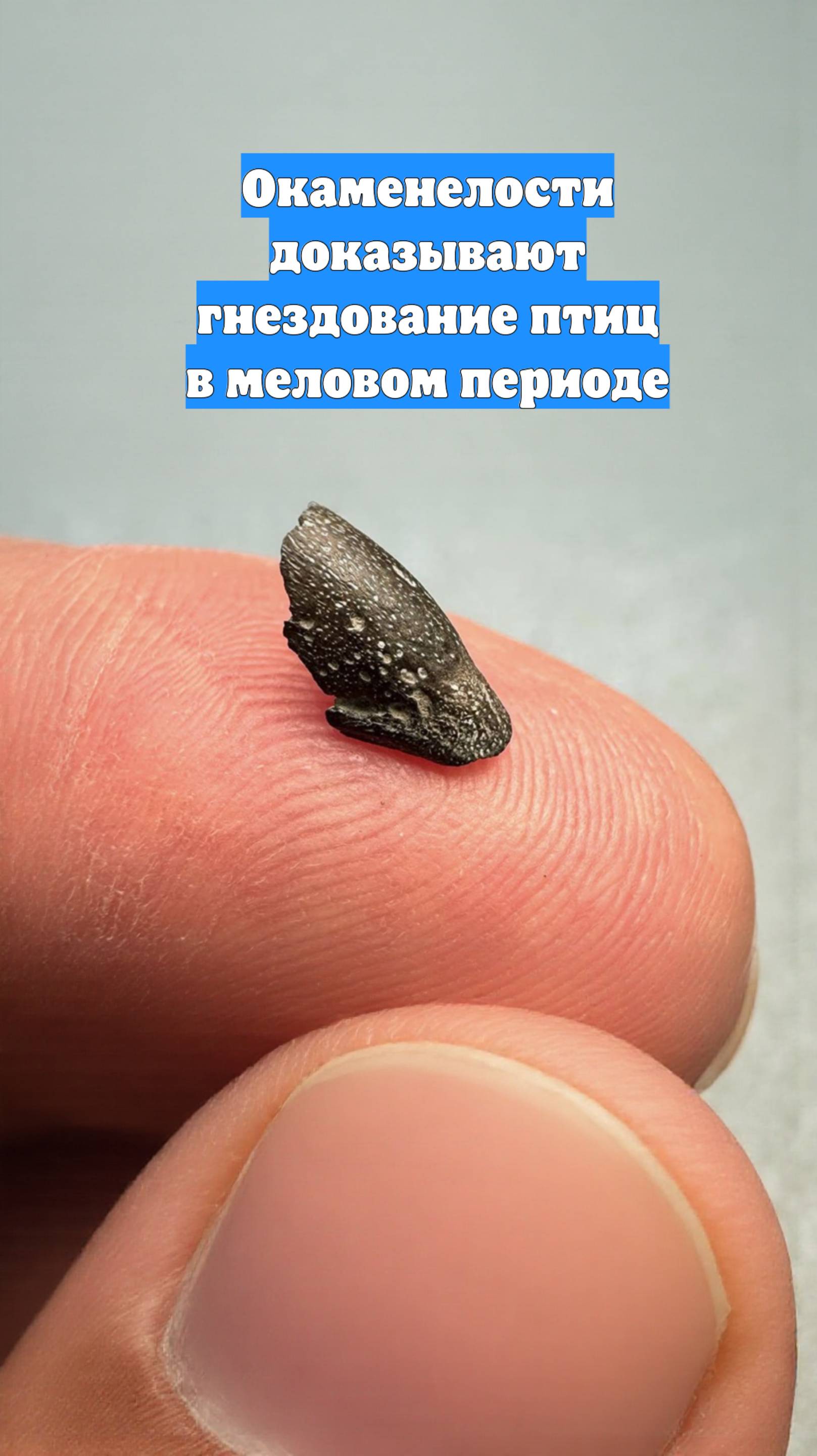 Окаменелости доказывают гнездование птиц в меловом периоде