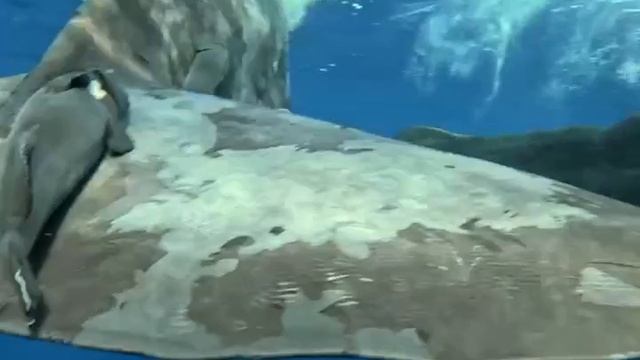 Маврикий Киты