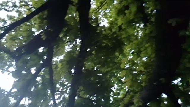 Звук