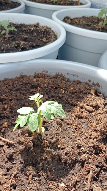 Я так люблю помидоры 🍅 🙏🙏🙏 #хобби #всемдобра