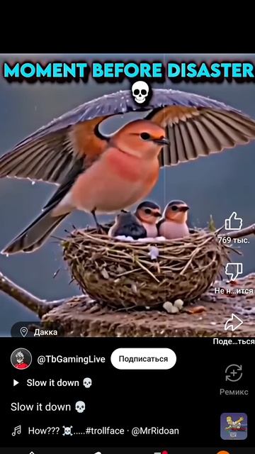 What a bird