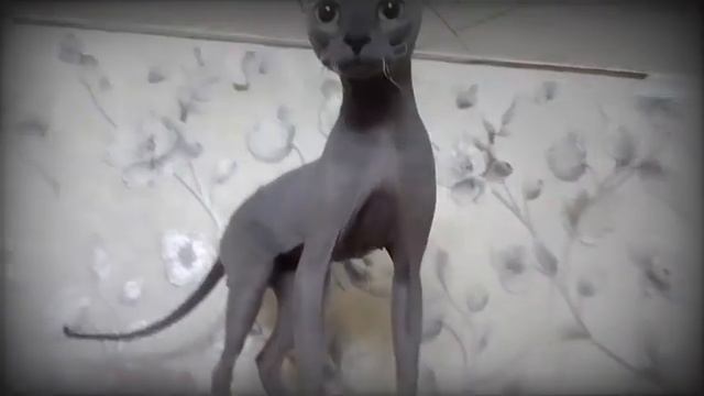 Домашний паркур/Home parkour❤️#animals #cat #sphynx