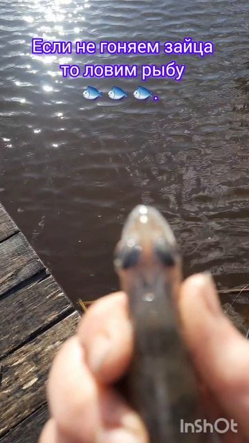 Если не гоняем зайца то ловим рыбу 🐟 🐟 🐟.