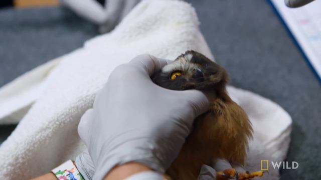 Owlet Gets Help From Dr. Oakley | Dr. Oakley, Yukon Vet