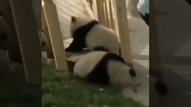 Панды резвятся ✨🐼❤️