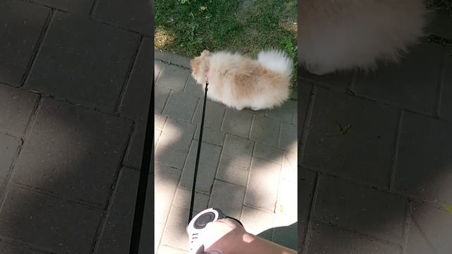 Прогулка с Жуженотиком❤️